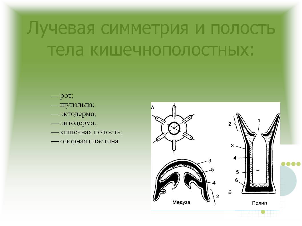 Ссылка на кракен krawebes